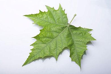 Epic商城特卖官宣：套娃券 连续15天送免费游戏